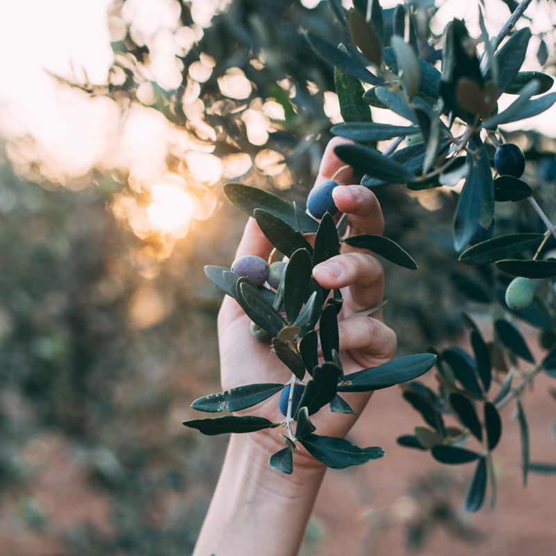 À voir à Nyons Huile d'olive - Gite Le Maelia